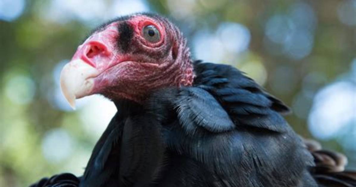 Where Do Red Vultures Live