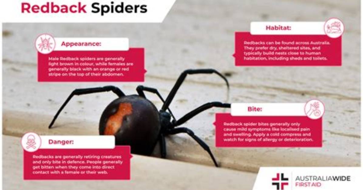 Where Do Redback Spiders Live in Australia?