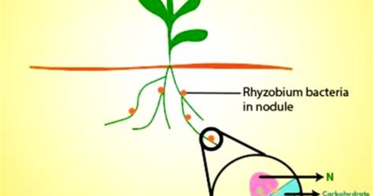 Where Do Rhizobium Bacteria Commonly Live?