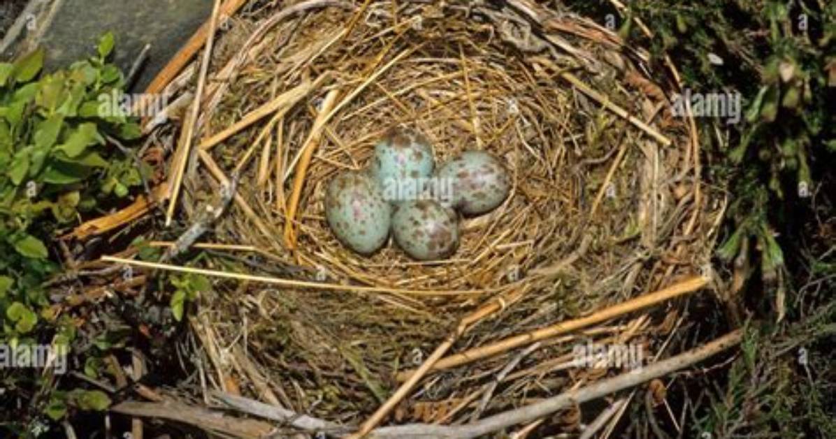 Where Do Ring Ouzels Nest?