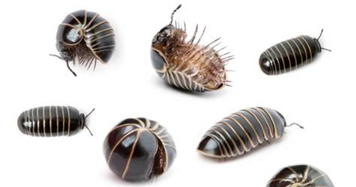 Where Do Roly Polys Live