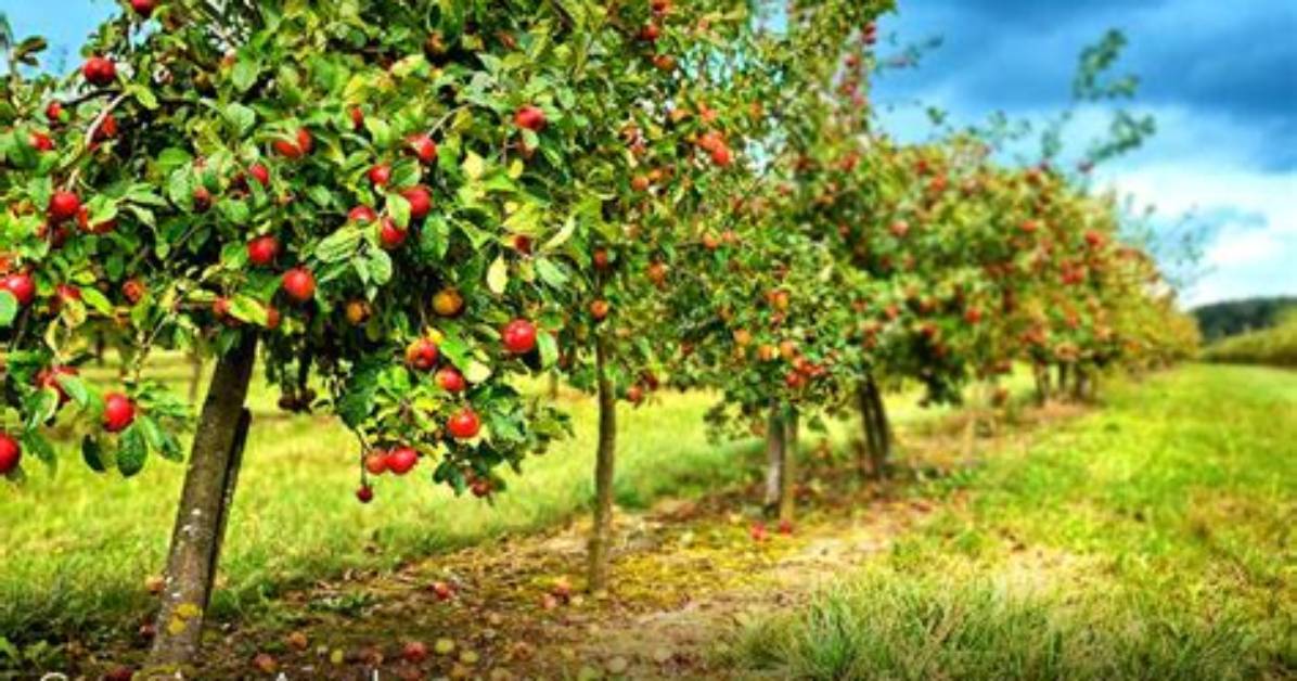 Where Do Rose Apples Grow?