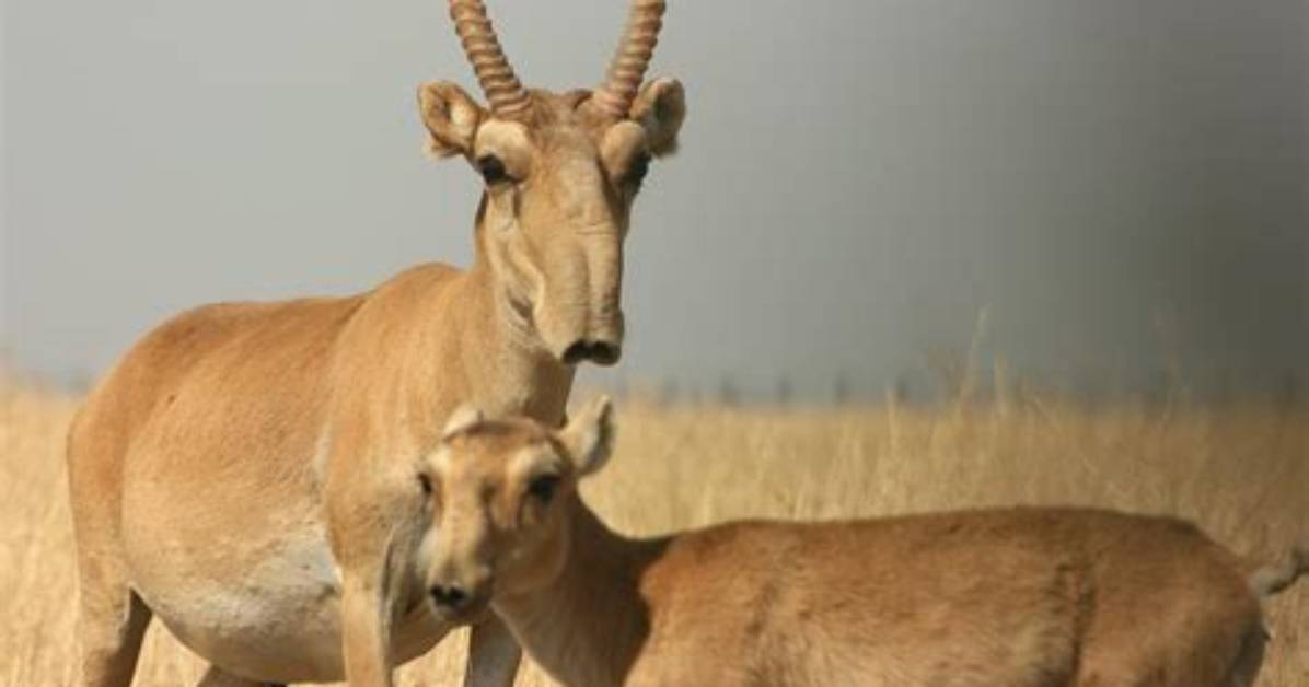 Where Do Saigas Live?