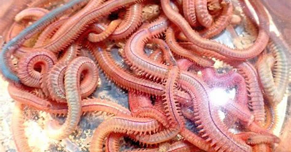 Where Do Sandworms Live?