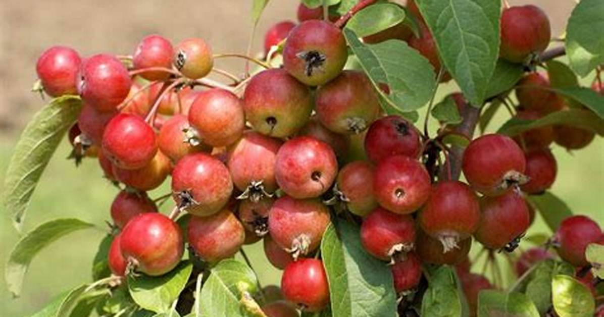 Where Do Sargent Crabapples Grow