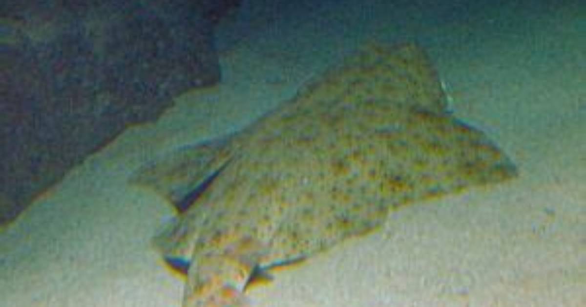 Where Do Sawback Angelshark Live?