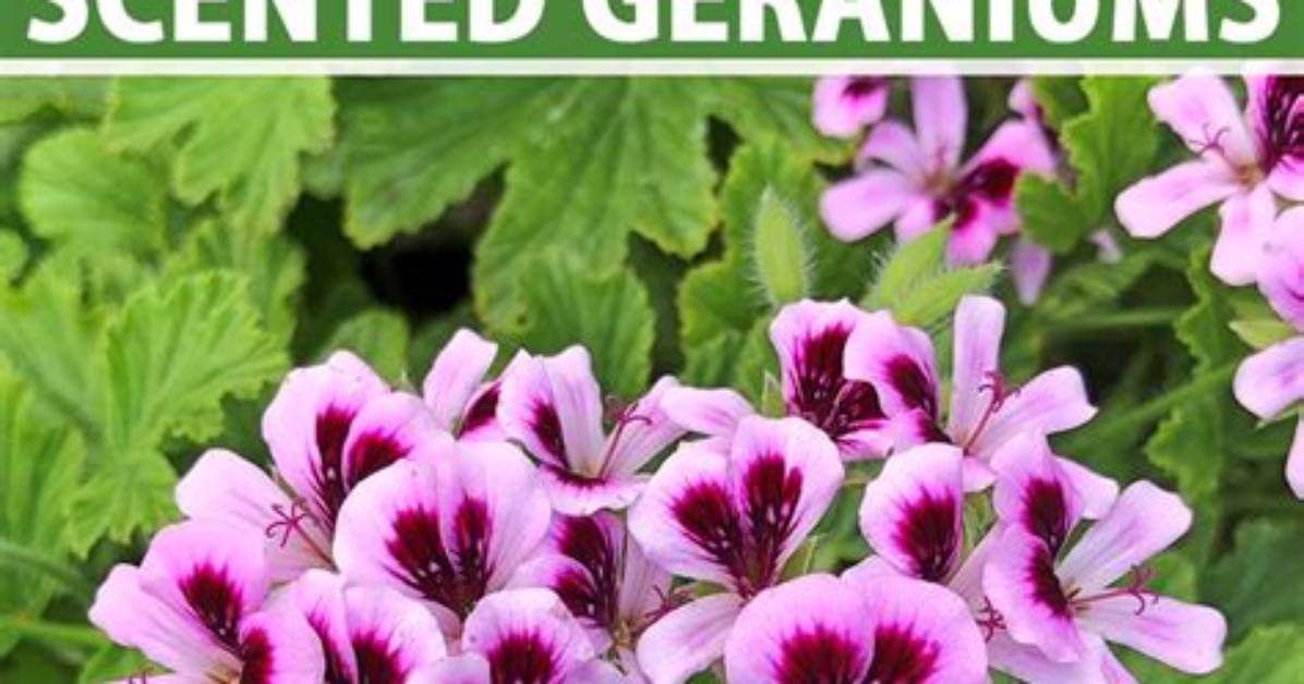 Where Do Scented Geraniums Grow