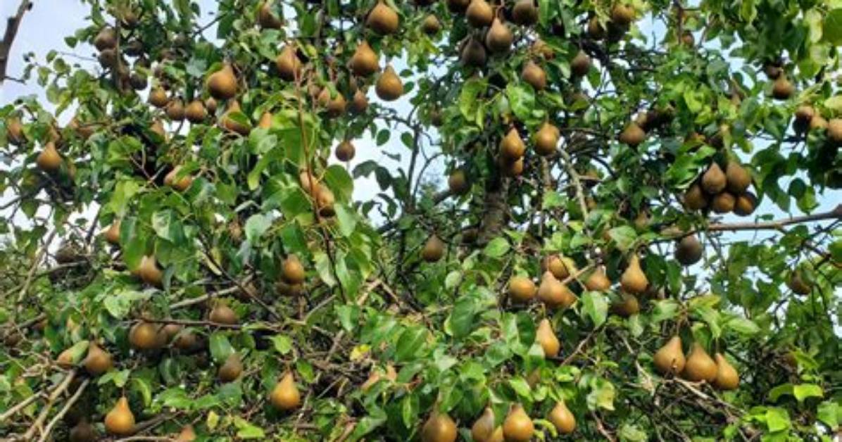 Where Do Seckel Pears Grow
