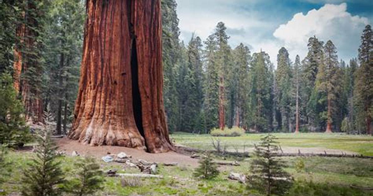 Where Do Sequoia Trees Grow in the World