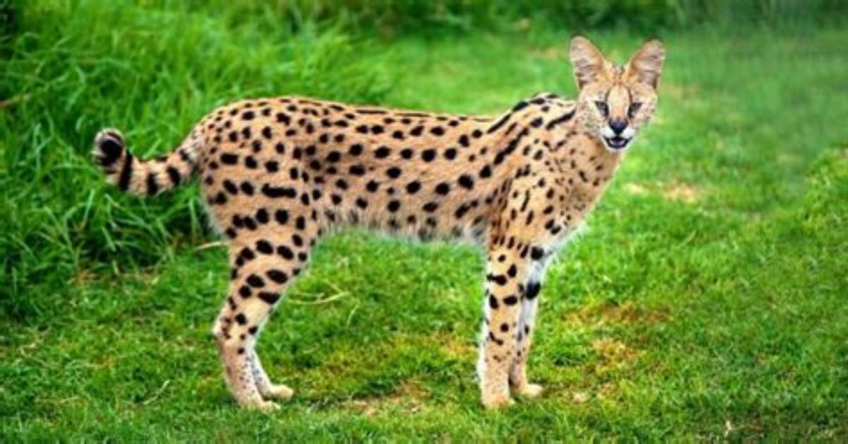 Where Do Serval Cats Come from?