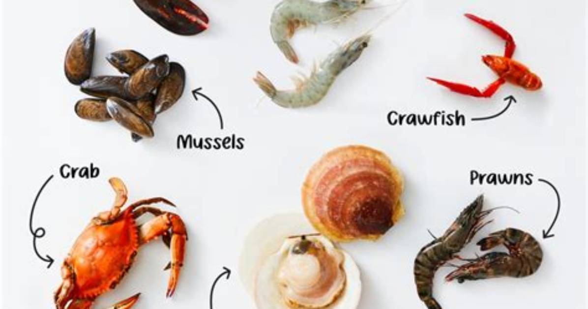 Where Do Shellfish Come from?
