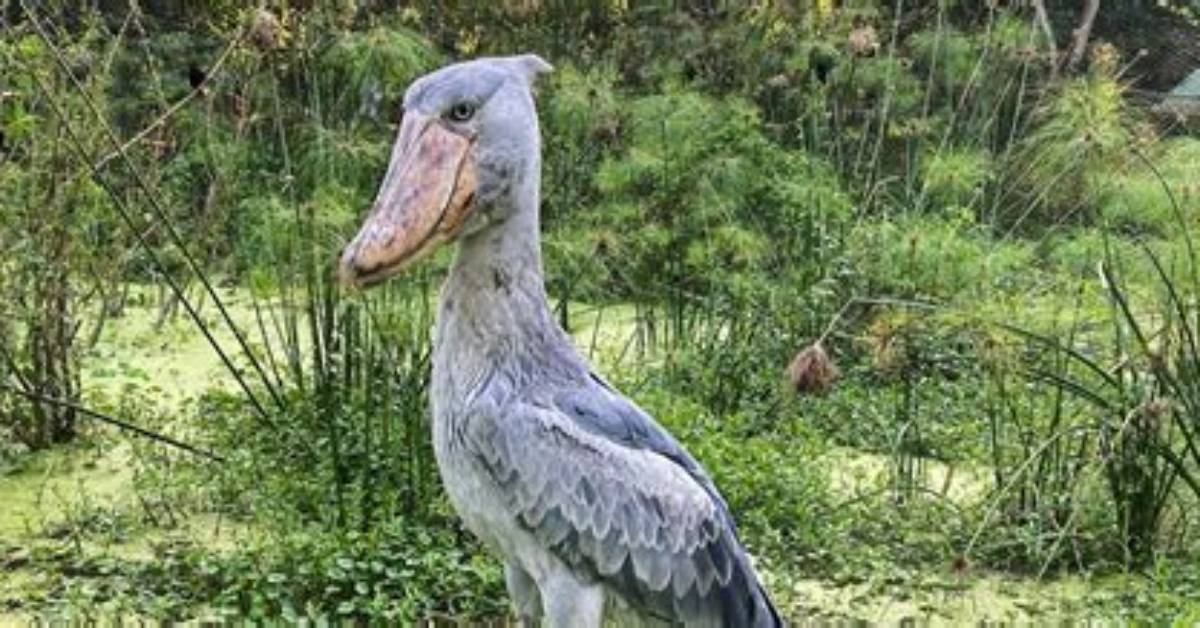 Where Do Shoebill Storks Come from?