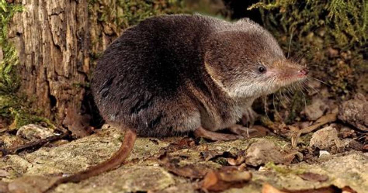 Where Do Shrews Live?