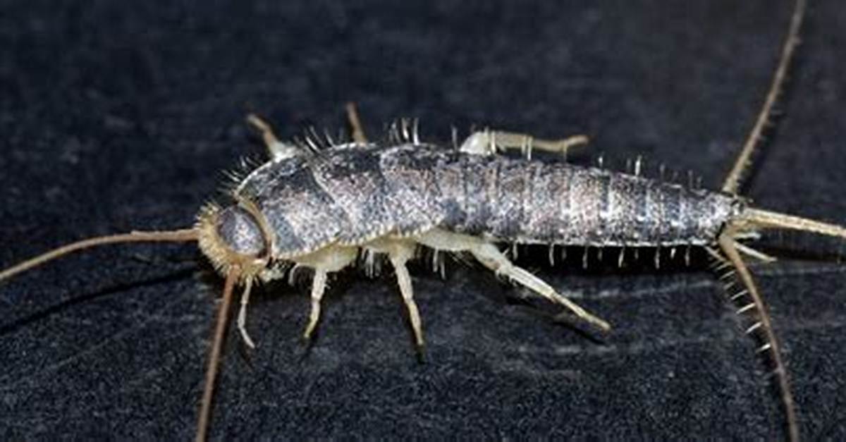 Where Do Silverfish Come from?