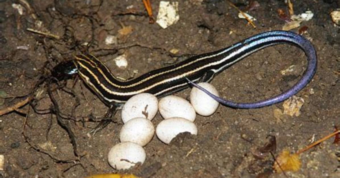 Where Do Skinks Lay Eggs?