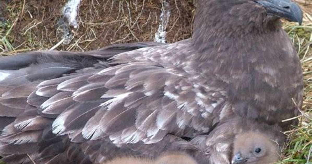 Where Do Skuas Breed?
