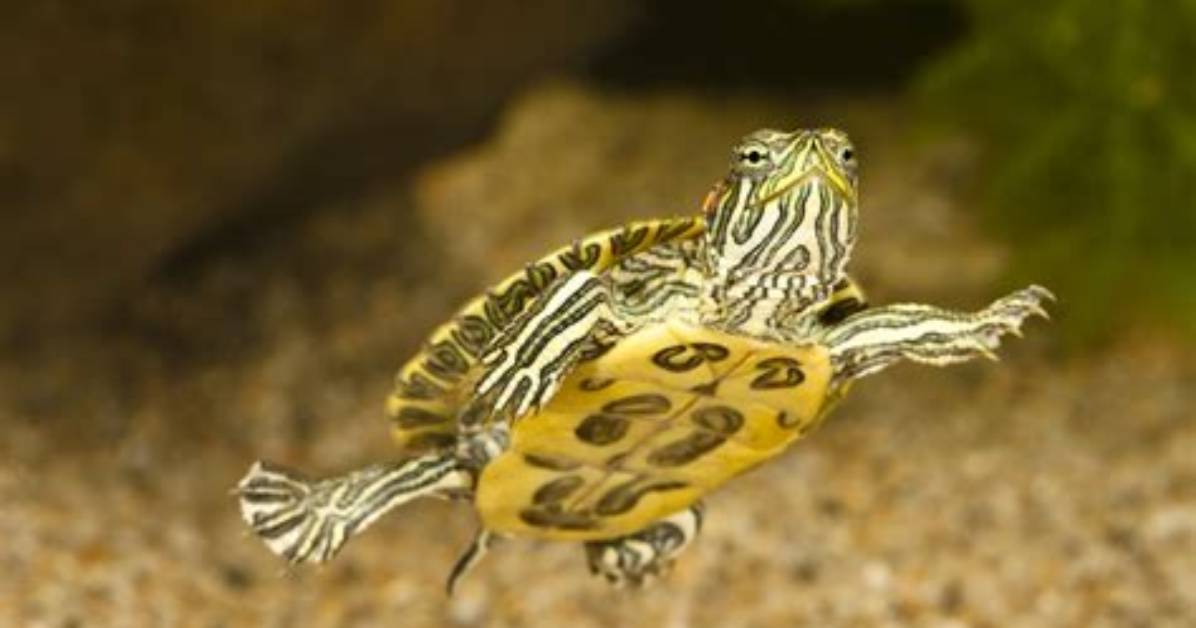 Where Do Slider Turtles Live?