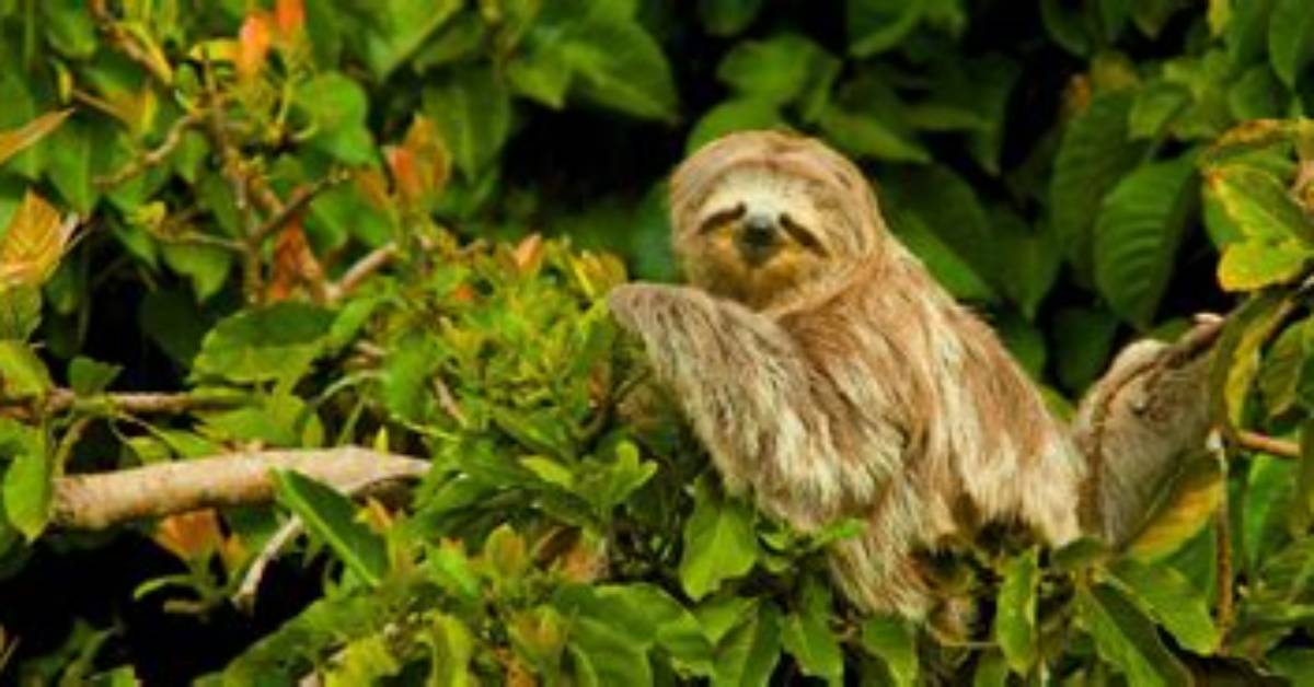 Where Do Sloths Live
