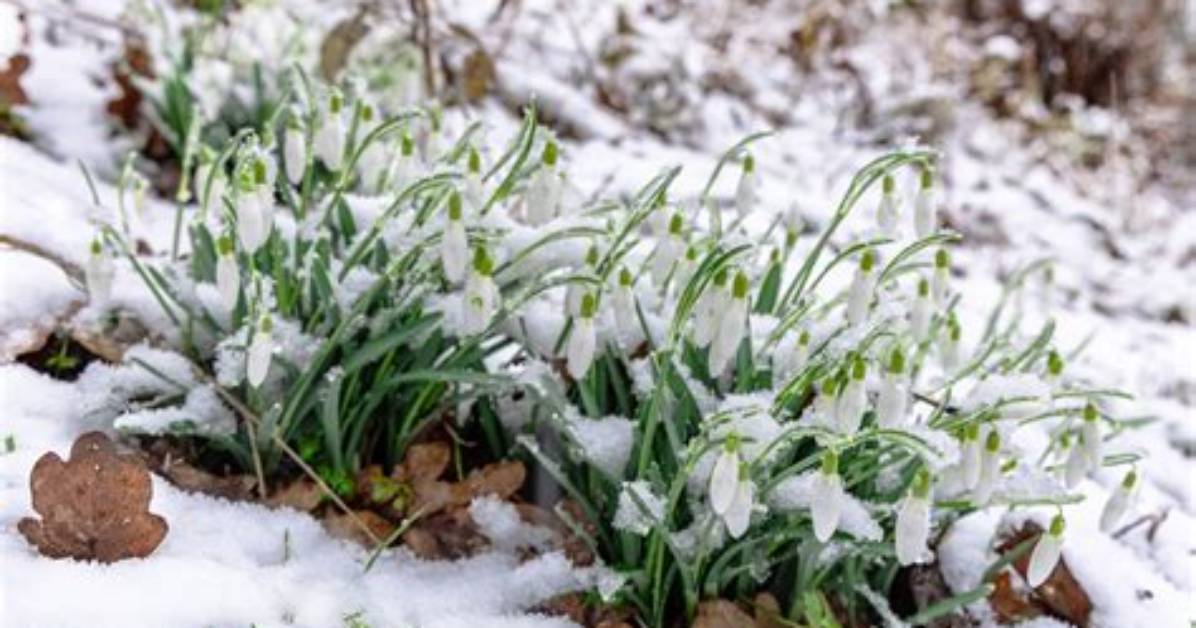 Where Do Snow Flowers Grow