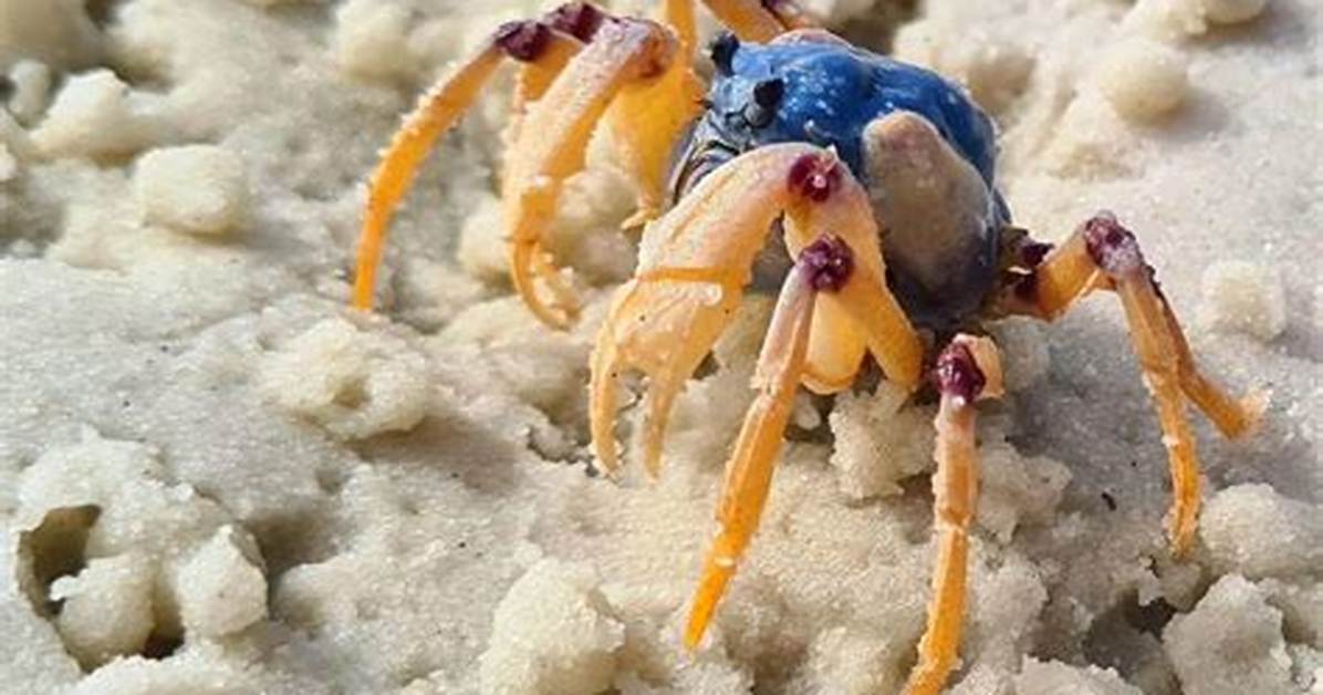 Where Do Soldier Crabs Live?