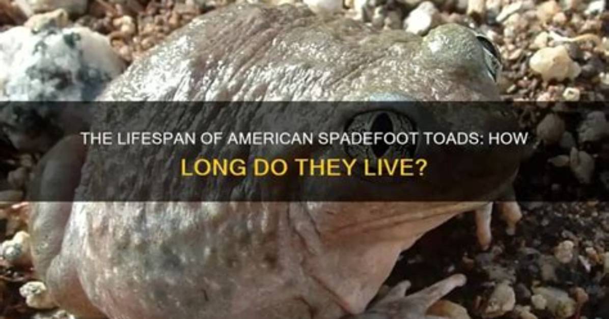 Where Do Spadefoot Toads Live?