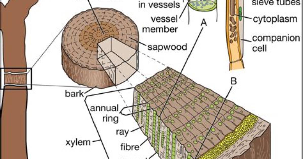 Where Do Sphenopsid Live?