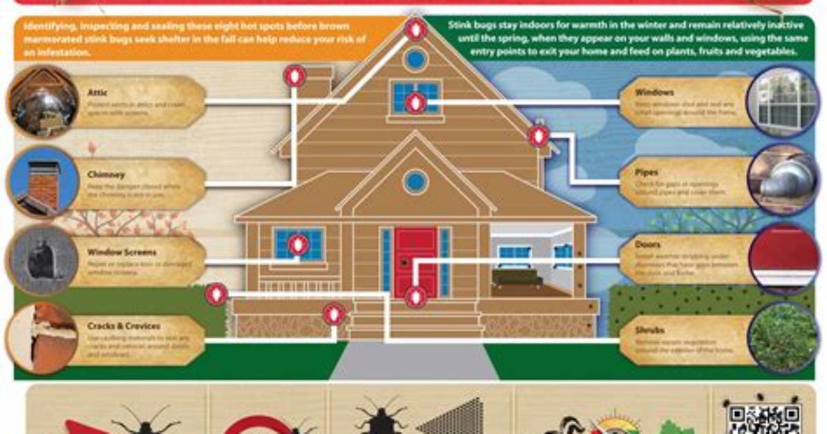 Where Do Stink Bugs Nest?