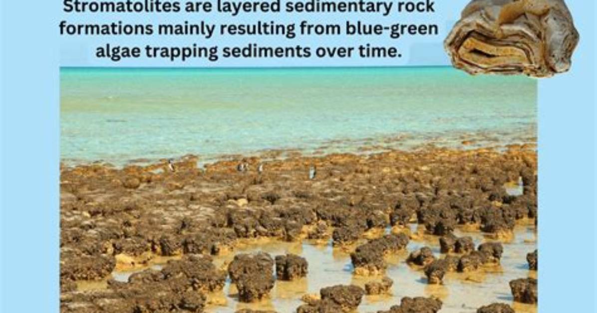 Where Do Stromatolites Form?