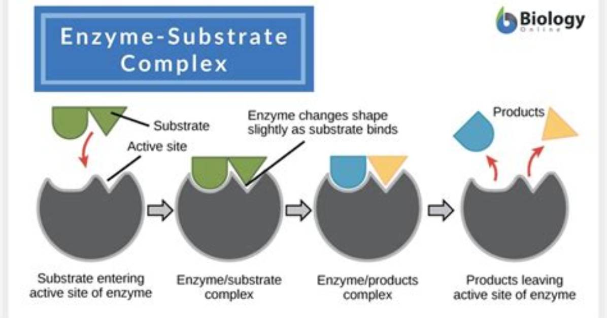 Where Do Substrates Bind?