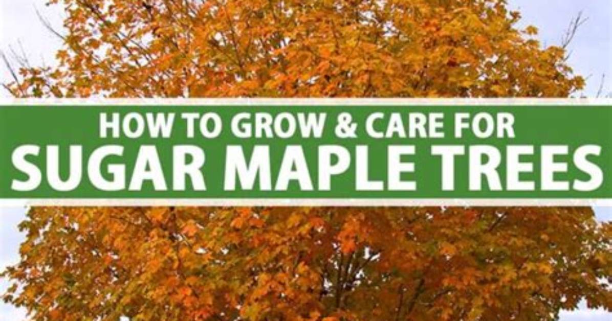 Where Do Sugar Maple Trees Grow