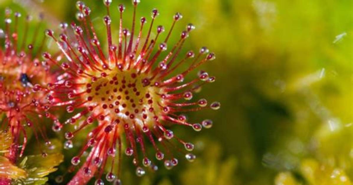 Where Do Sundew Plants Live