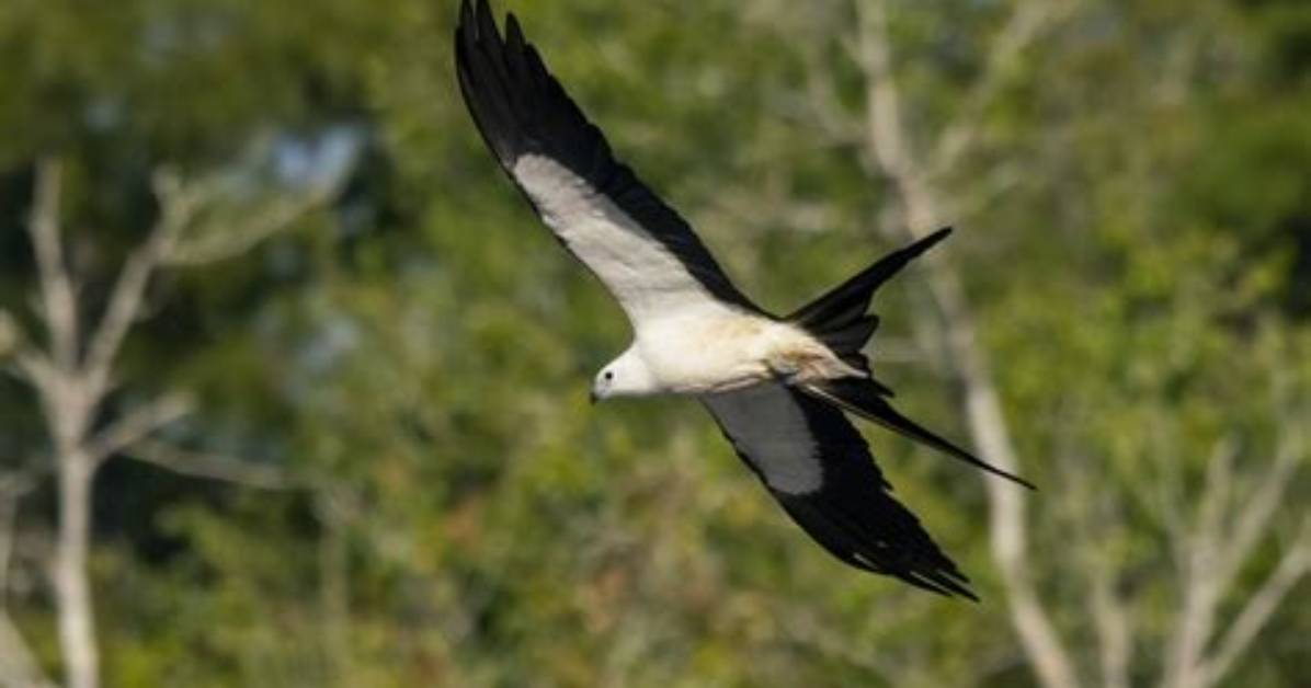 Where Do Swallow Tailed Kites Nest?
