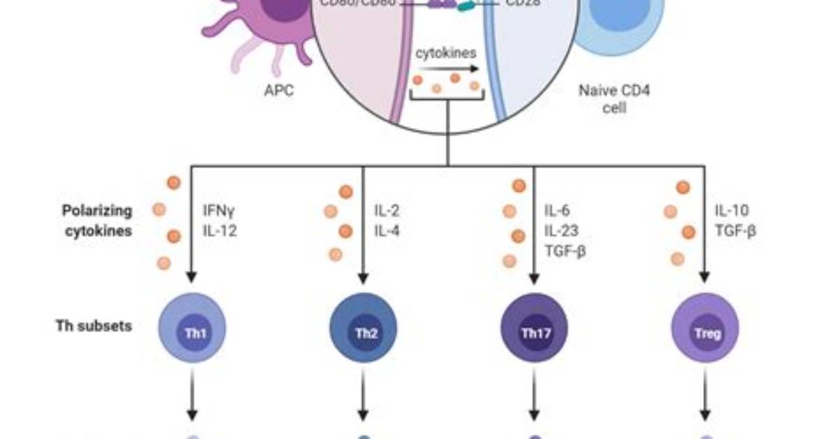 Where Do T-Cells Mature?