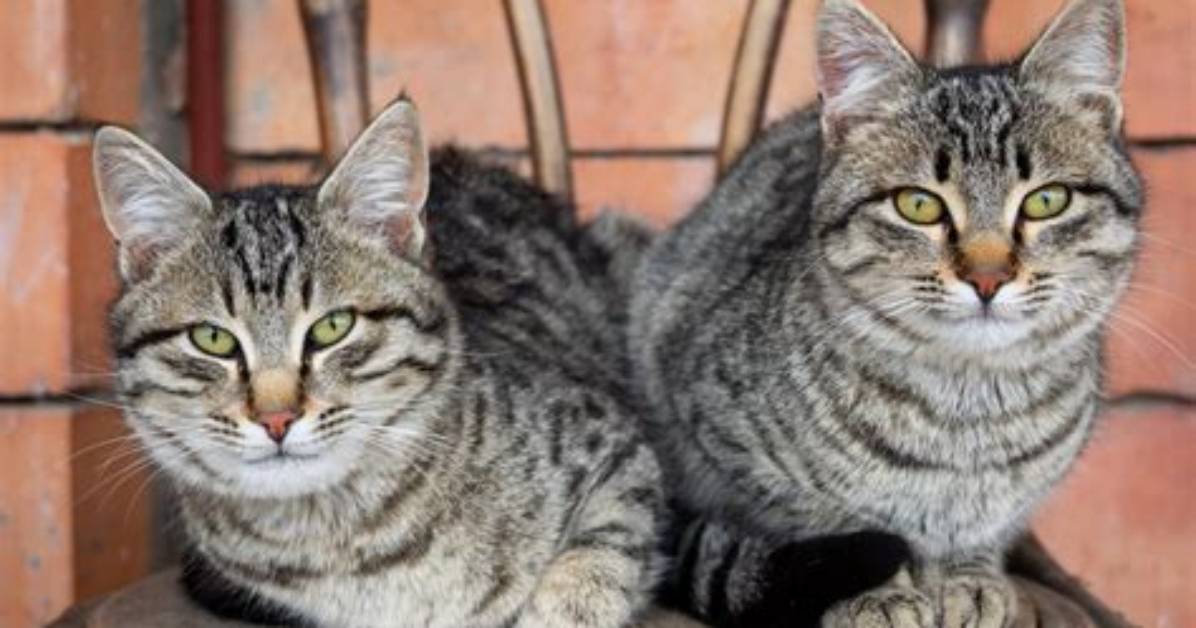 Where Do Tabbies Come from?