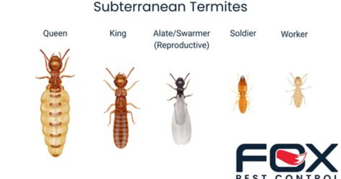 Where Do Termites Get Water?