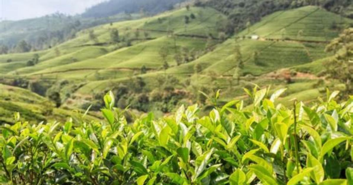 Where Do They Grow Tea