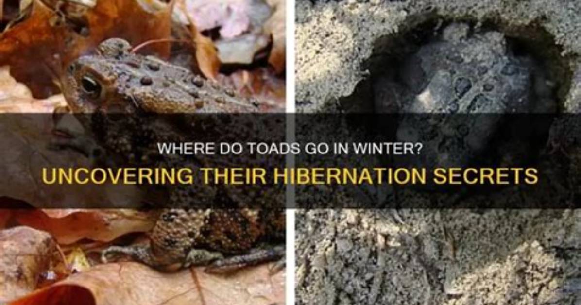 Where Do Toads Go in the Winter?