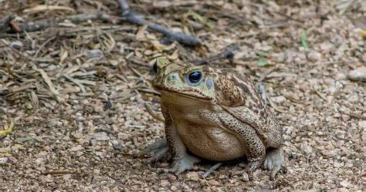 Where Do Toads Live?