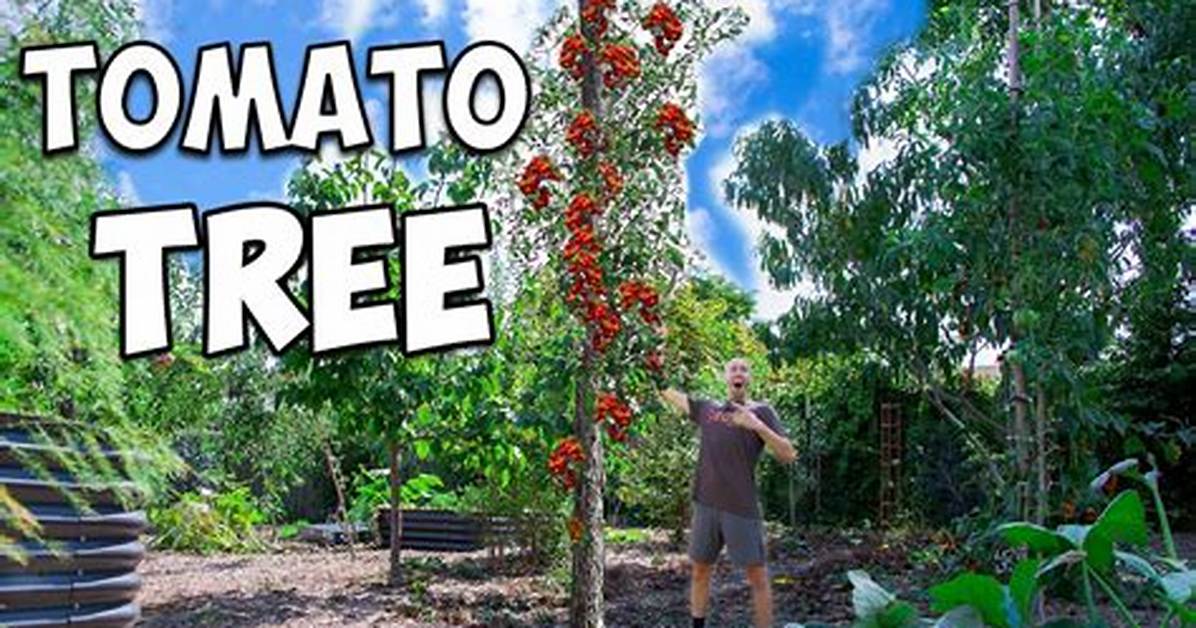 Where Do Tomato Trees Grow