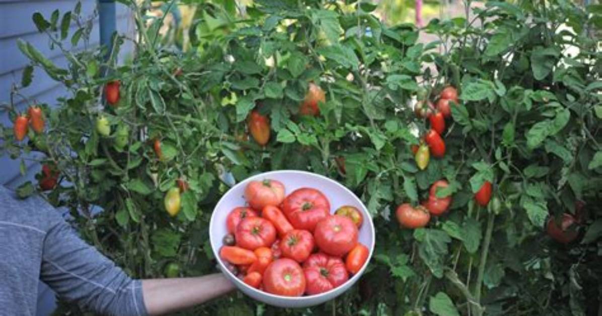Where Do Tomatoes Grow From