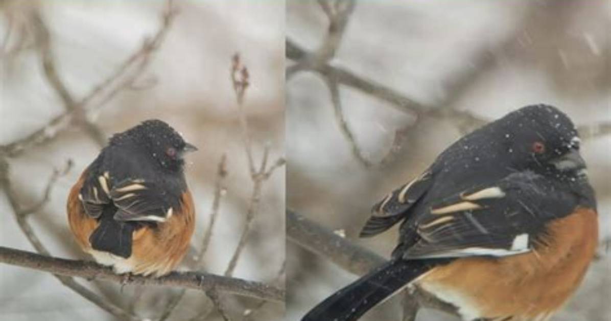 Where Do Towhees Winter?
