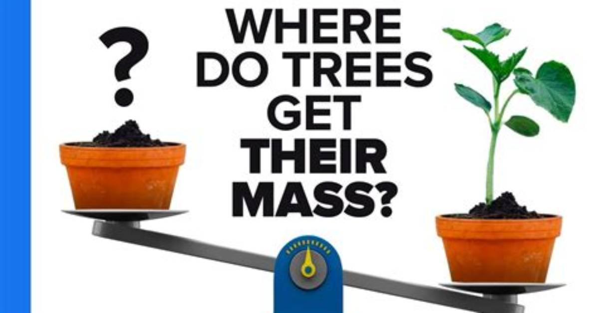 Where Do Trees Get Their Matter From