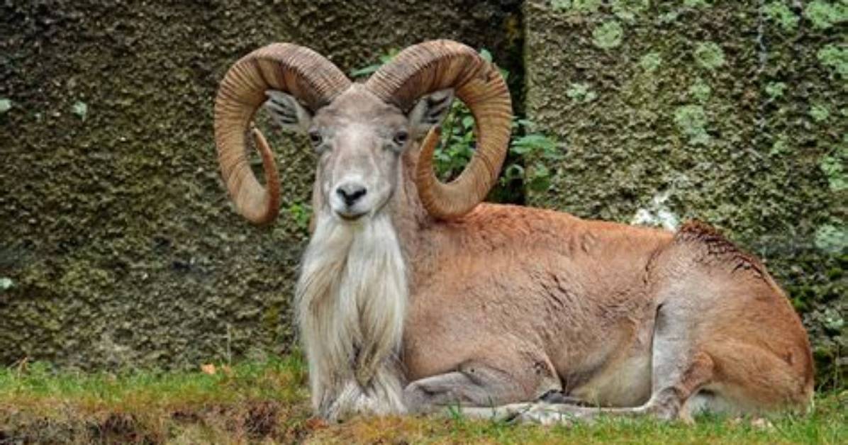 Where Do Urial Live?