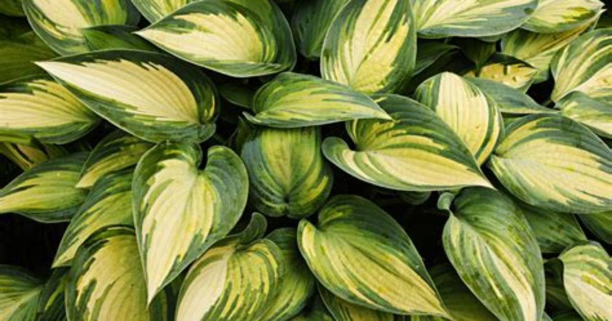Where Do Variegated Hostas Grow?