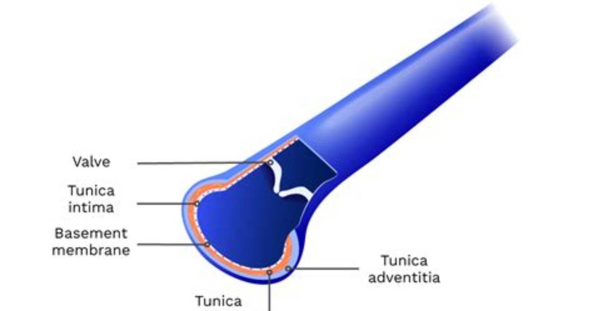 Where Do Veins End?