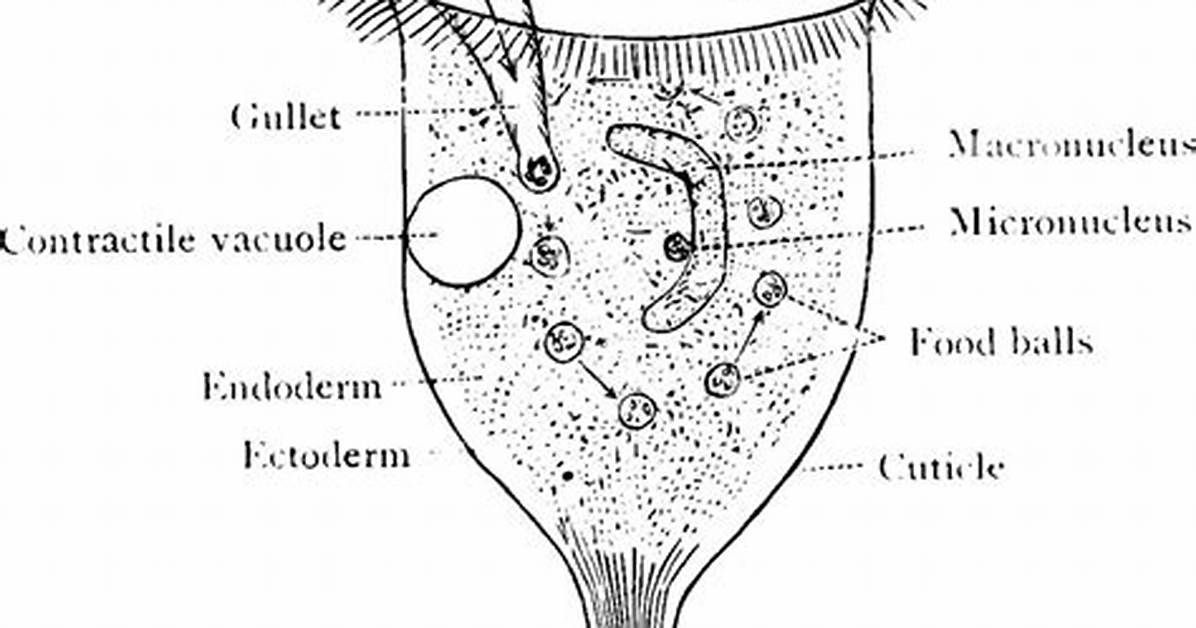 Where Do Vorticella Live?