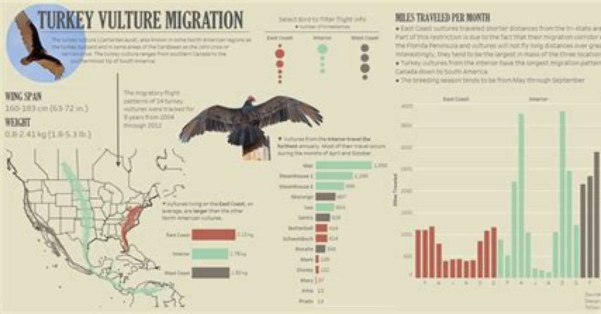 Where Do Vultures Migrate