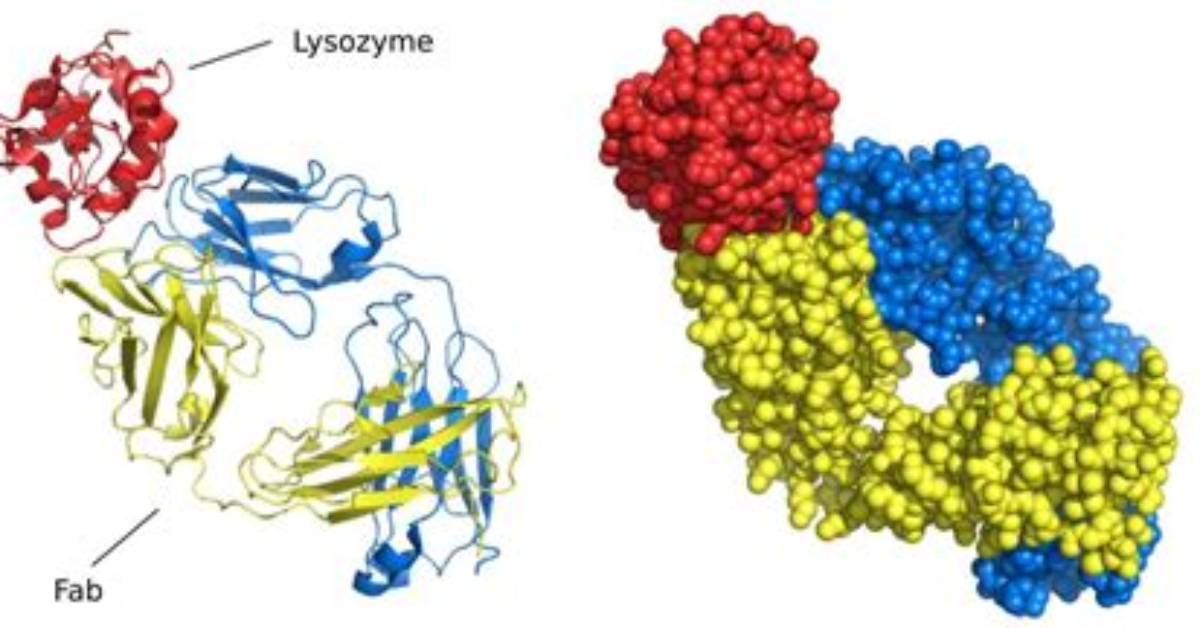 Where Do We Find Lysozyme?