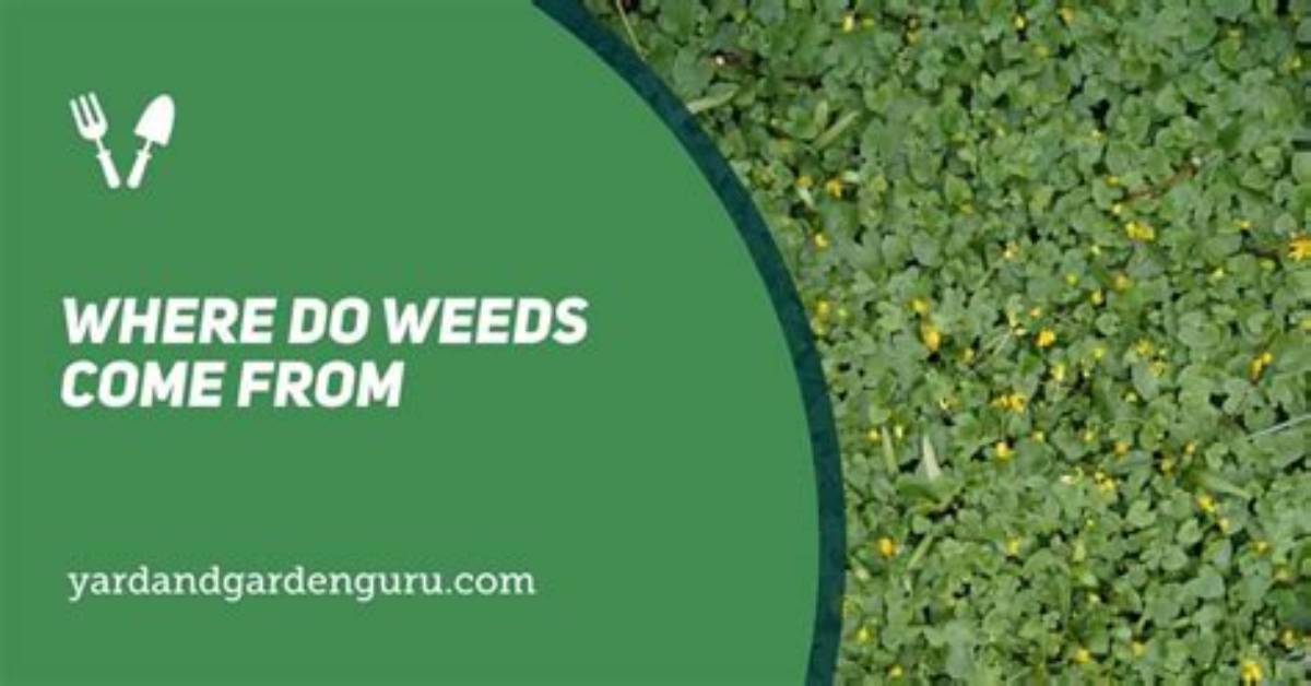 Where Do Weeds Come from?