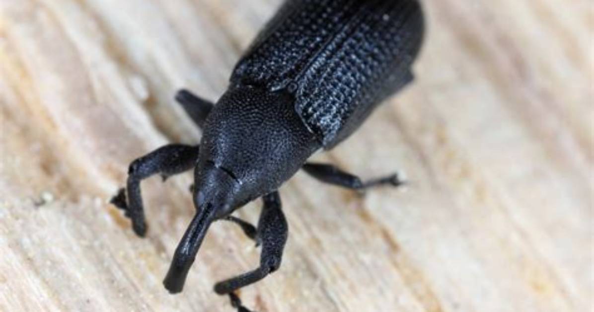 Where Do Weevils Live?